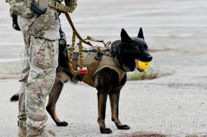 [VIDEO] Międzynarodowe ćwiczenia kontrterrorystyczne na Podlasiu