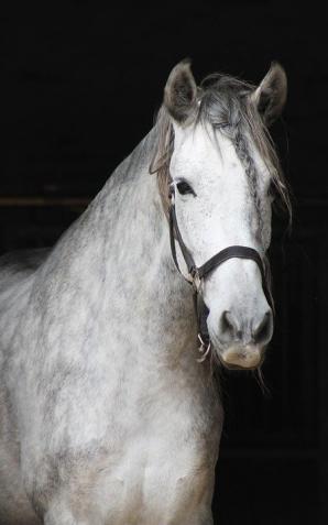 Koń jest trzeźwy i zna drogę do domu - tak tłumaczył się pijany woźnica zatrzymany przez policjantów