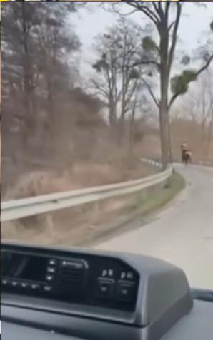 [VIDEO] Pijany 'dżokej' na koniu: Interwencja policji w Międzychodzie