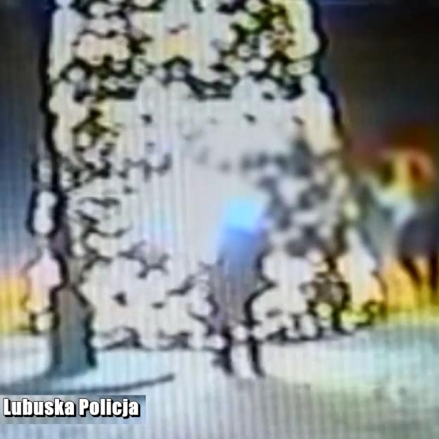 [VIDEO] Miejska choinka wartości 65 tysięcy złotych stanęła w płomieniach. Podpalacz szybko zatrzymany przez policjantów