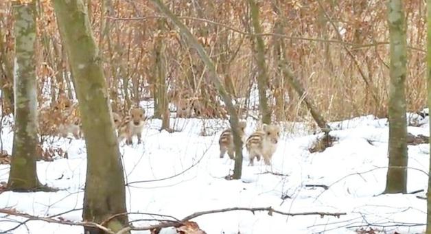 [VIDEO] Spacer z dzikami