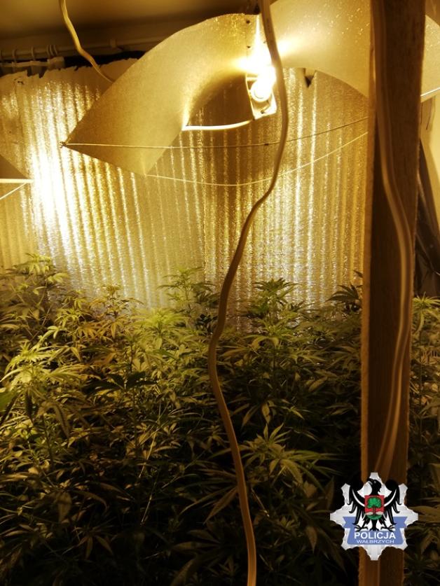 Wałbrzyscy policjanci zabezpieczyli ponad 5 kg amfetaminy i zlikwidowali plantację marihuany